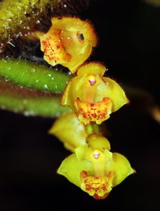 Trichotosia ferox